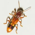 Priocera castanea - photo 4