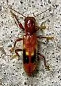 Priocera castanea - photo 5