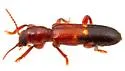 Priocera catalinae