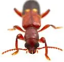 Priocera catalinae - photo 2