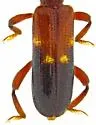 Priocera catalinae - photo 4
