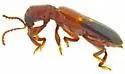Priocera catalinae - photo 5