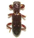 Priocera chiricahuae