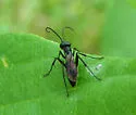 Priocnemis cornica