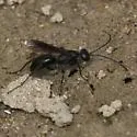 Priocnemis cornica - photo 3