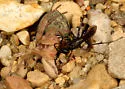 Priocnemis cornica - photo 4