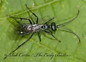 Priocnemis germana - photo 2