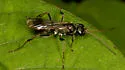 Priocnemis germana - photo 3