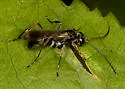 Priocnemis germana - photo 4