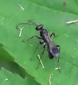 Priocnemis germana - photo 5