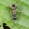 Priocnemis hestia