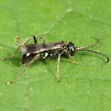 Priocnemis hestia - photo 2