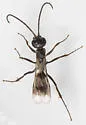 Priocnemis hestia - photo 3