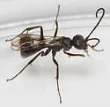 Priocnemis hestia - photo 4