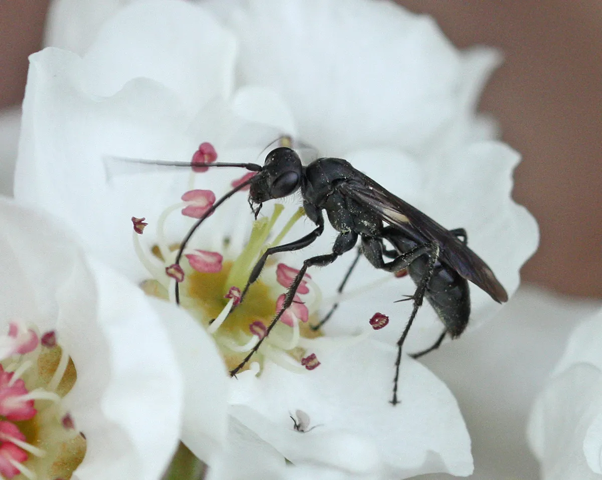 Priocnemis minorata - photo 3