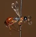 Priocnemis minuscula