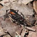 Priocnemis nigripes