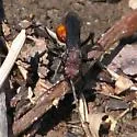 Priocnemis nigripes - photo 2
