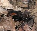 Priocnemis nigripes - photo 3