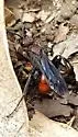 Priocnemis nigripes - photo 4