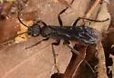 Priocnemis nigripes - photo 5
