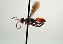 Priocnemis notha