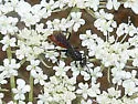 Priocnemis notha - photo 2