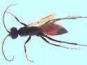 Priocnemis notha - photo 3