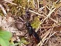Priocnemis oregona