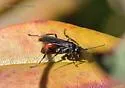 Priocnemis oregona - photo 2