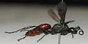 Priocnemis oregona - photo 3