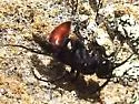 Priocnemis oregona - photo 4