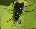 Priocnemis oregona - photo 5