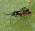 Priocnemis scitula