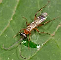 Priocnemis scitula - photo 4