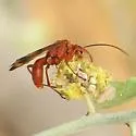 Priocnessus apache - photo 2