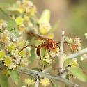Priocnessus apache - photo 3