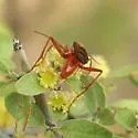 Priocnessus apache - photo 4