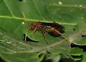 Priocnessus coloradensis