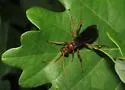 Priocnessus coloradensis - photo 2