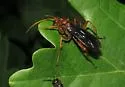 Priocnessus coloradensis - photo 3
