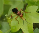 Priocnessus nuperus
