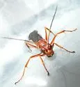 Priocnessus nuperus - photo 2