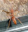 Priocnessus nuperus - photo 3