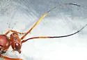 Priocnessus nuperus - photo 4