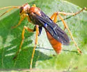 Priocnessus nuperus - photo 5