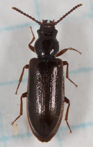 Priognathus monilicornis - photo 2