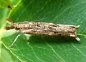 Prionapteryx achatina - Hodges#5334