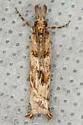 Prionapteryx achatina - Hodges#5334 - photo 3
