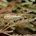 Prionapteryx achatina - Hodges#5334 - photo 4